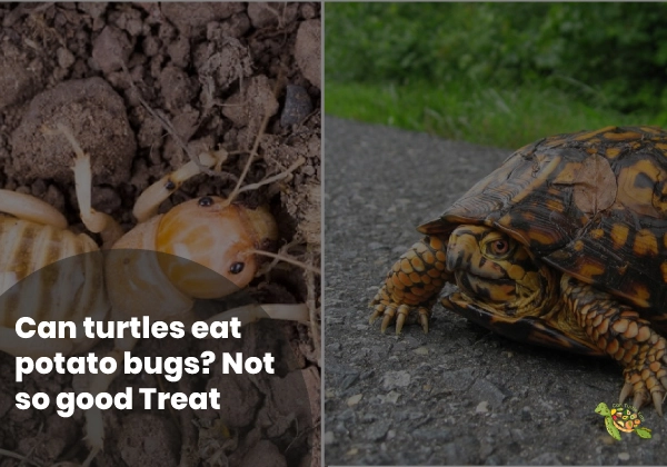 Can Turtles Eat Potato Bugs?