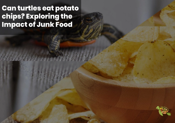 Can Turtles Eat Potato Chips?