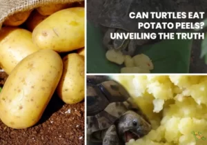 Can Turtles Eat Potato Peels?