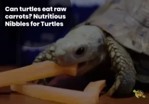 Can Turtles Eat Raw Carrots?