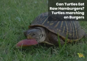 Can Turtles Eat Raw Hamburgers?