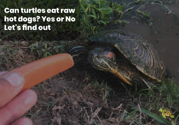 Can Turtles Eat Raw Hot Dogs?