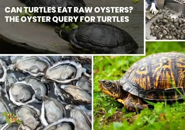 Can Turtles Eat Raw Oysters?