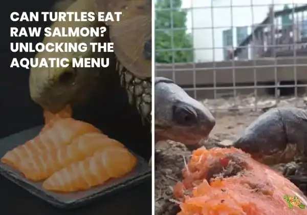 Can turtles eat raw salmon?