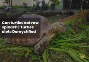 Can Turtles Eat Raw Spinach?