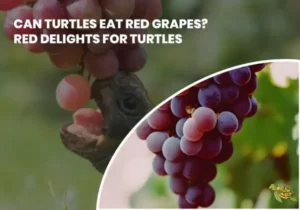 Can Turtles Eat Red Grapes?