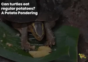 Can Turtles Eat Regular Potatoes?