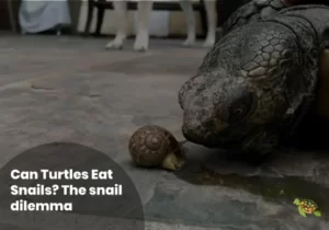 Can Turtles Eat Snails?