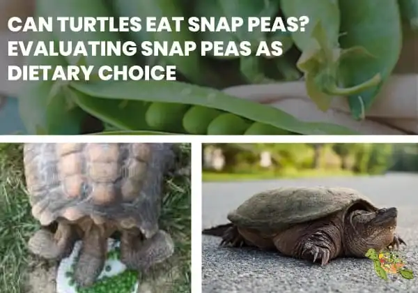 Can Turtles Eat Sugar Snap Peas?