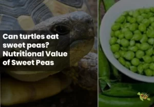 Can Turtles Eat Sweet Peas?