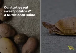 Can Turtles Eat Sweet Potatoes?