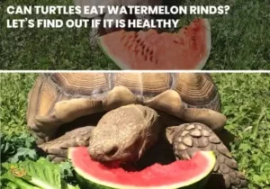 Can Turtles Eat Watermelon Rinds?