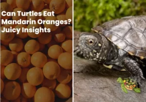 Can Turtles Eat Mandarin Oranges?