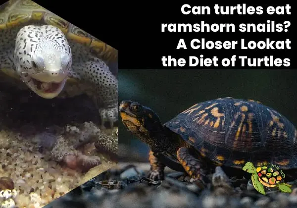 Can Turtles Eat Ramshorn Snails?