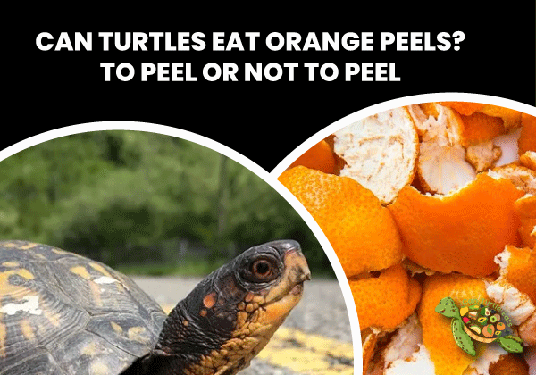 Can Turtles Eat Orange Peels?