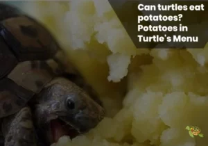 Can Turtles Eat Potatoes?