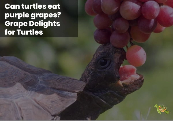 Can Turtles Eat Purple Grapes?