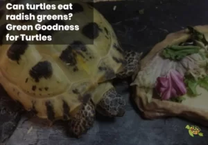 Can Turtles Eat Radish Greens?