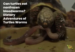 Can Turtles Eat Nonfrozen Bloodworms?