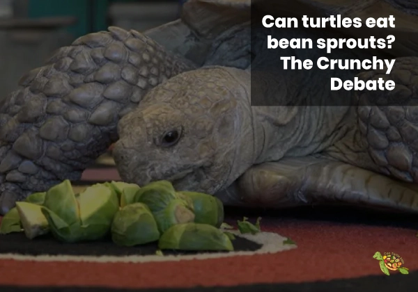 Can Turtles Eat Bean Sprouts?