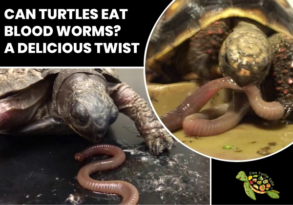 Can Turtles Eat Blood Worms?