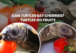 Can Turtles Eat Cherries?