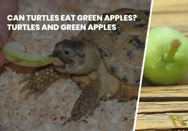 Can Turtles Eat Green Apples?