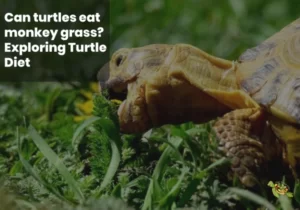 Can Turtles Eat Monkey Grass?