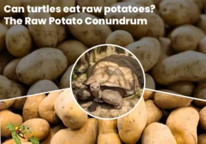 Can Turtles Eat Raw Potatoes?