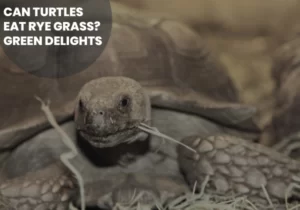 Can Turtles Eat Rye Grass?